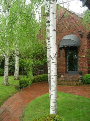 Bow Canopy
